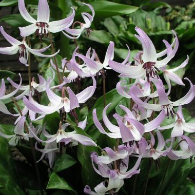 Erythronium hendersonii